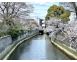近隣のしん川　春先は桜が綺麗ですね